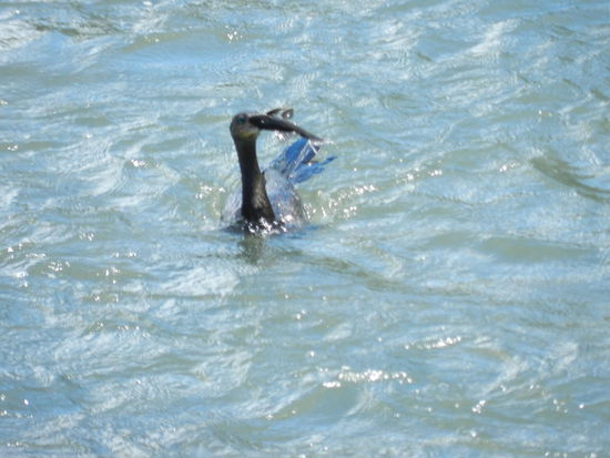 Ein Komoran kämpft mit seiner Beute