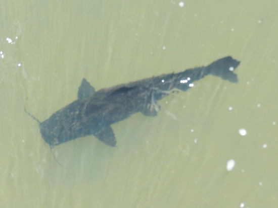 Ca. 60 cm lang war dieser Wels