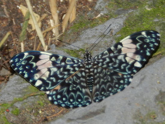 Hier noch einige schöne Schmetterlinge ...