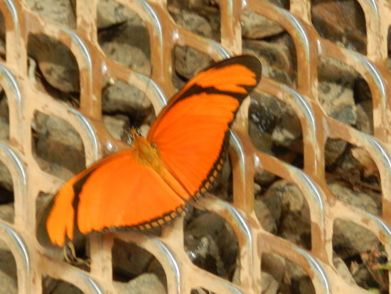 ... in schillernden Farben ...