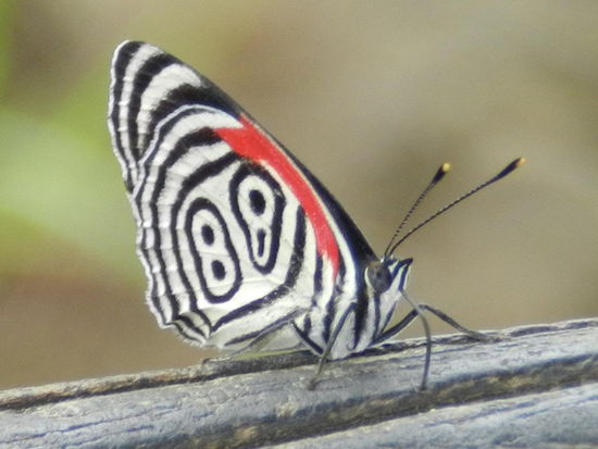 ... und unterschiedlich groß