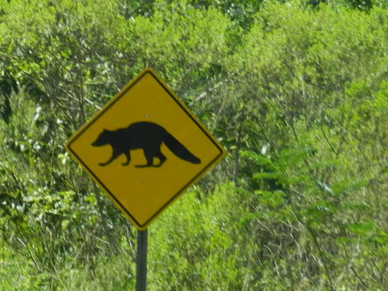 Schilder warnen vor Coatis auf der Straße ...