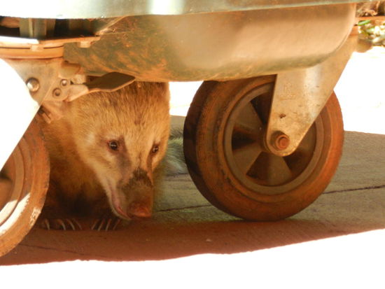 ... dabei sitzen sie unter Müllcontainern und versuchen, etwas essbares zu finden!