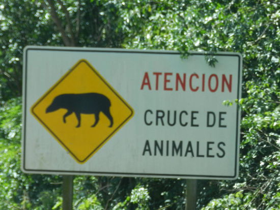 Die Straße vom Nationalpark zurück in die Innenstadt führt durch dichtbewachsenen Wald. Vor einem Zusammenprall mit einem 300 kg schweren Tapir warnt dieses Schild