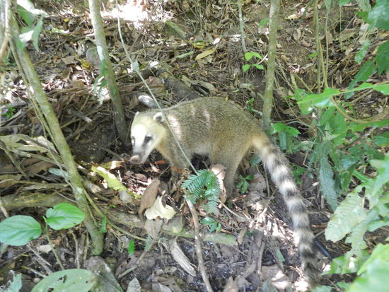 Rund um die Wasserfälle existiert auch eine interessante Tierwelt, hier ein Coati ...