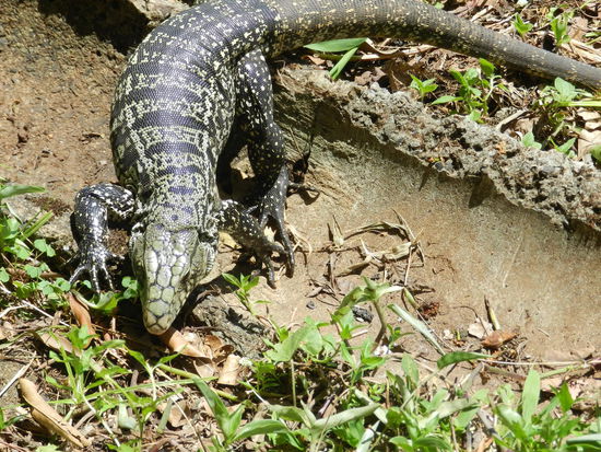 ... und hier ein Leguan