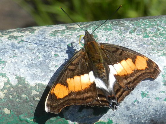 Ein schöner, orange-brauner Falter