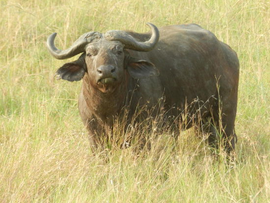 Auf der morgendlichen Pirschfahrt gab es zunächst nur vereinzelt Viecher zu sehen, hier ein Kaffernbüffel. Später gab es deutlich mehr zu sehen.