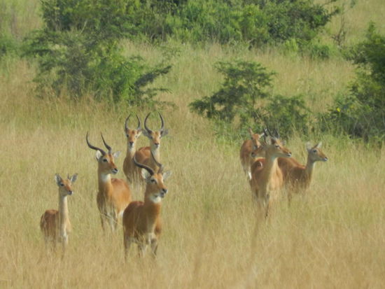 ... Uganda Kobs ....