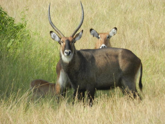 ... Wasserböcke ...