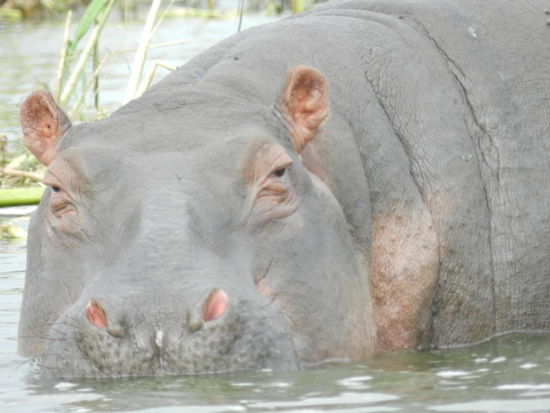Hippos sind einfach herrlich!
