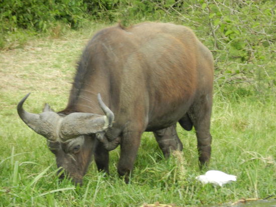 Wasserbüffel und ihre ständigen Begleiter sind auch ganz nett.
