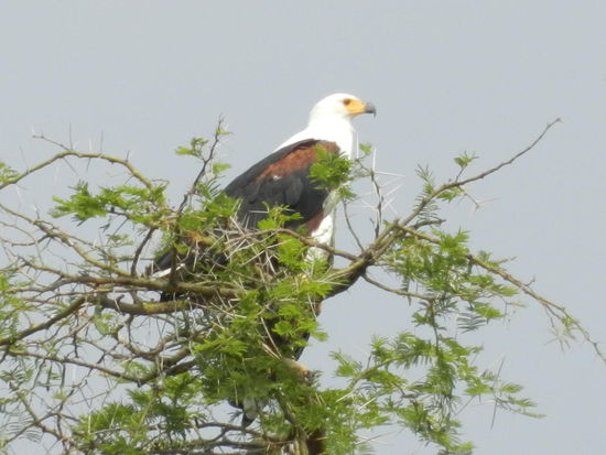 Majestätisch wirken auch die Weisskopffischadler