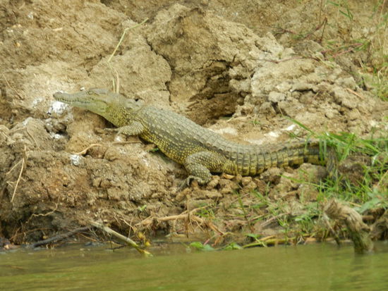 Krokodile sind am Ufer kaum auszumachen, so perfekt sind sie getarnt.