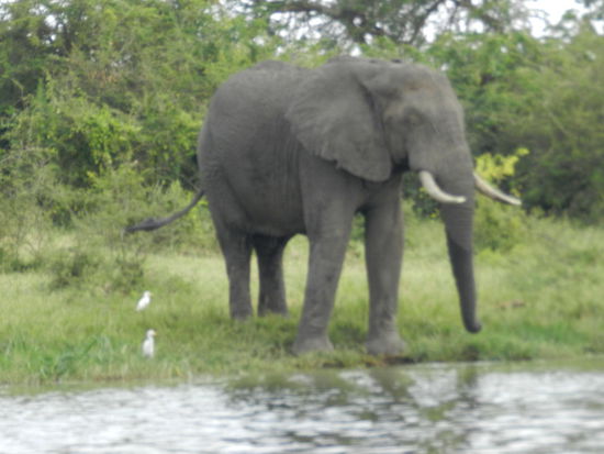 Er bleibt für mich das imposanteste Tier Afrikas: der Elefant