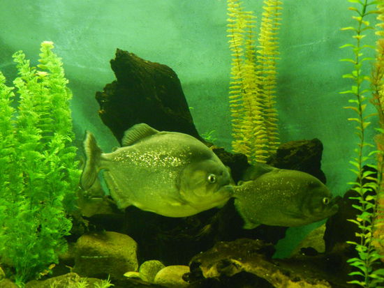Piranhas sah ich weder im Rio Iguazu, noch im Rio Paraná - nur hier im Zoo