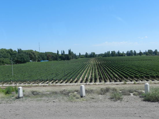 Weinfelder außerhalb der Stadt und vor der Bergkette