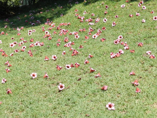 Blumenwiese im Santa Lucia Park