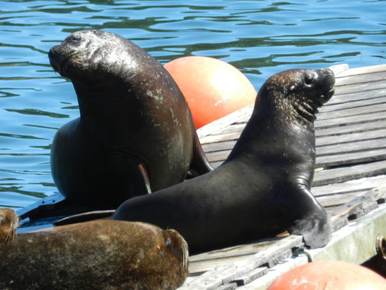 Seelöwen im Calle-Calle-Fluß bei Valdivia