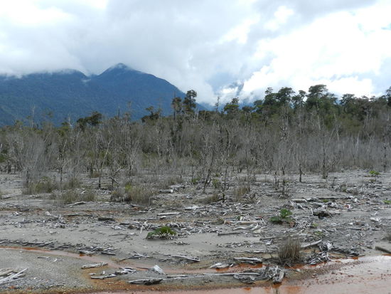 Hier gingen 2008 und 2010 nach dem Vulkanausbruch die Schlammlawinen durch den Wald; auch heute stehen fast nur alte Baumstrünke herum