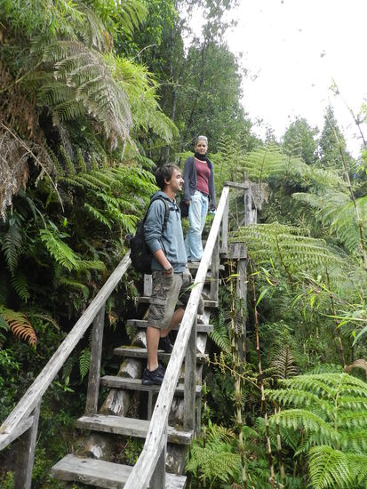 Im "Sentero de Alerces" gibt es Urwald, uralte Bäume und Riesenfarne.