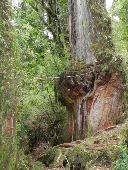 Ca. 2500 Jahre alt soll dieser Baum sein.
