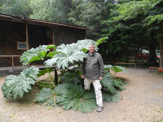 "Riesenrharbarber" im Museumspark am Rio Sipmson