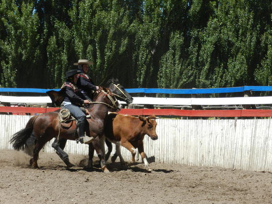 Gauchos beim "Rinderkippen" in Chile Chico