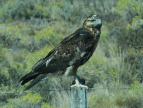 Ein Cara-Cara-Adler am Wegesrand