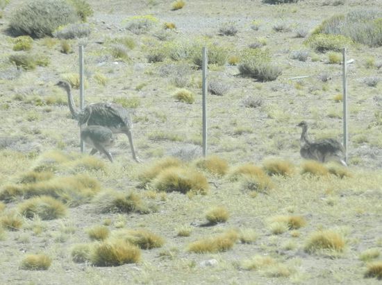 Unsere erste Nandu-Sichtung, die Aufregung war groß. Später sahen wir diese Laufvögel so oft, das kaum mehr einer die Kamera zückte