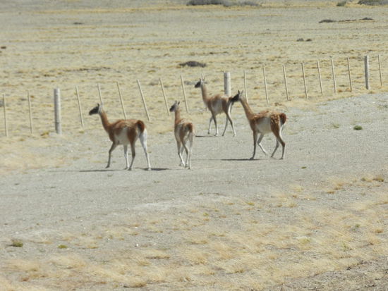 Guanacos - mit ihnen ging es ähnlich. Bei jeder Sichtung am ersten Tag in der Geröllwüste mussten wir einen Fotostopp einlegen, danach musste es schon eine außergewöhnliche Herde der hier heimischen Tiere sein, um zu halten.