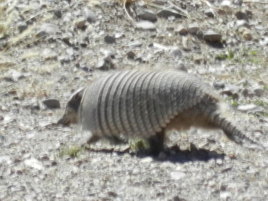 Doch lebende Gürteltiere bekamen wir ganze zweimal zu sehen; es sind schon eigenartige Kreaturen, aber verdammt schnell