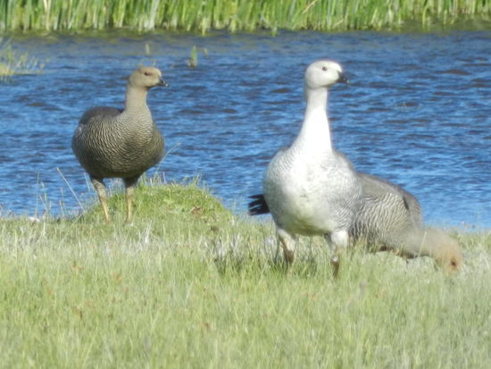 Magellangänse an unserem Übernachtungsplatz auf der Estancia la Agostina