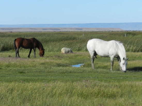Windgeschützt und nicht eingepfercht stehen Pferde, Rinder und Schafe rund um die Estancia