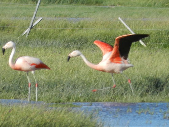 Selbst Flamingos lassen sich hier nieder