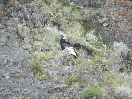 Ein Condor im Berghang
