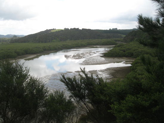 Mangrovenwald auf dem Weg zu den Haruru-Falls