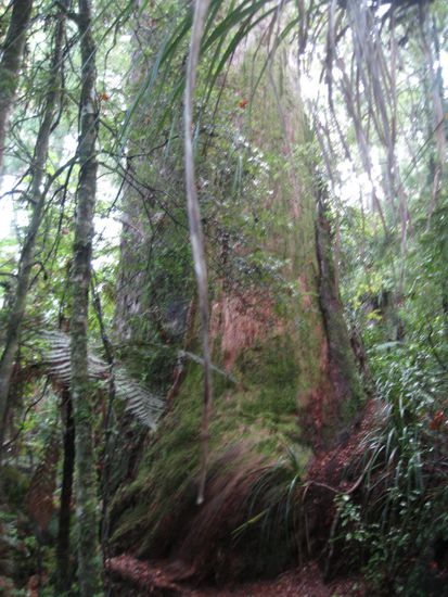 Puketi-Kauri-Forest