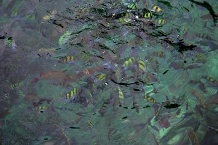 Fische in allen Farben, Unterwasserbilder kommen noch wenn sie was werden.