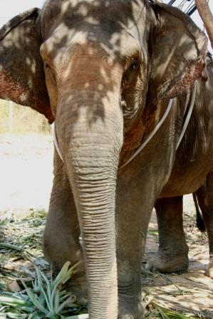 Hi Dumbo