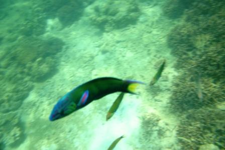 Eine super Unterwasserwelt