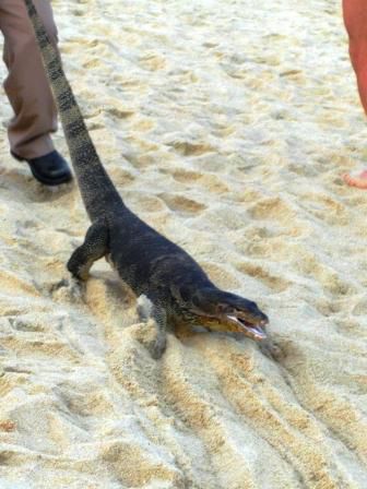 Ein Besucher am Strand.
Er sorgte gleich für einen riesen Menschenauflauf