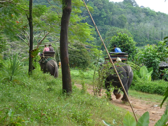 Elefantenreiten zum Wasserfall