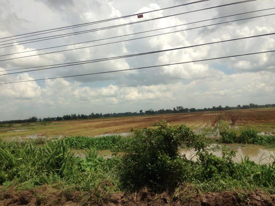 Reisfelder, die abgebrannt werden.