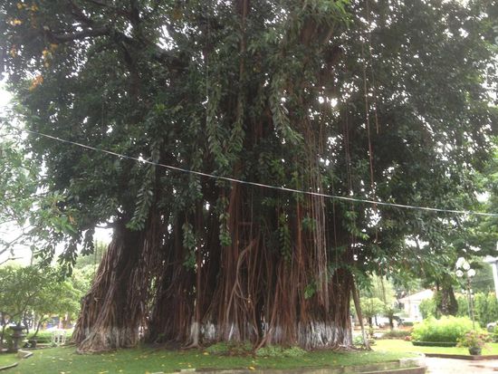 Baum mit Luftwurzeln