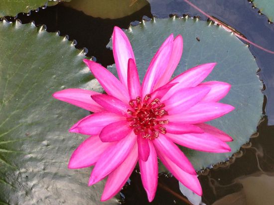 Seerose, Blumen in der Hotelanlage