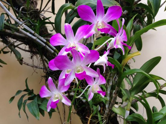 Orchideen