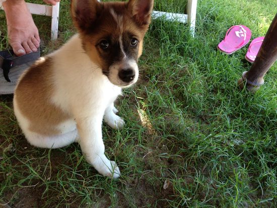 Dieser suesse Kerl begruesste uns am Strand