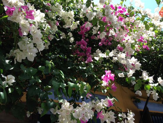 Bougainvillea
