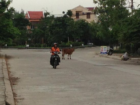 Sollte die Kuh nicht besser auf der Weide stehen?